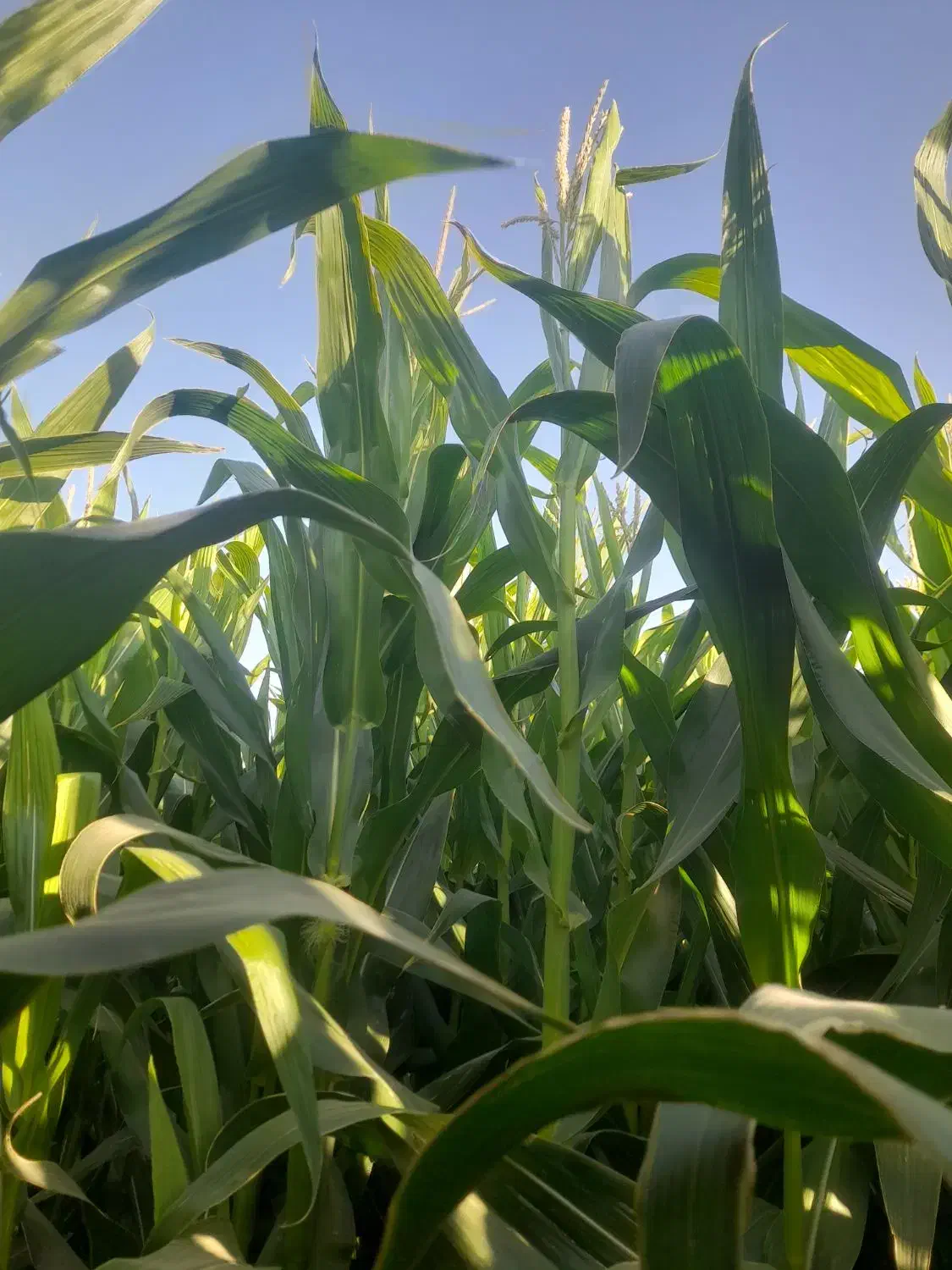 ذرت علوفه ای سر زمین|عمدهفروشی|کاشمر, |دیوار