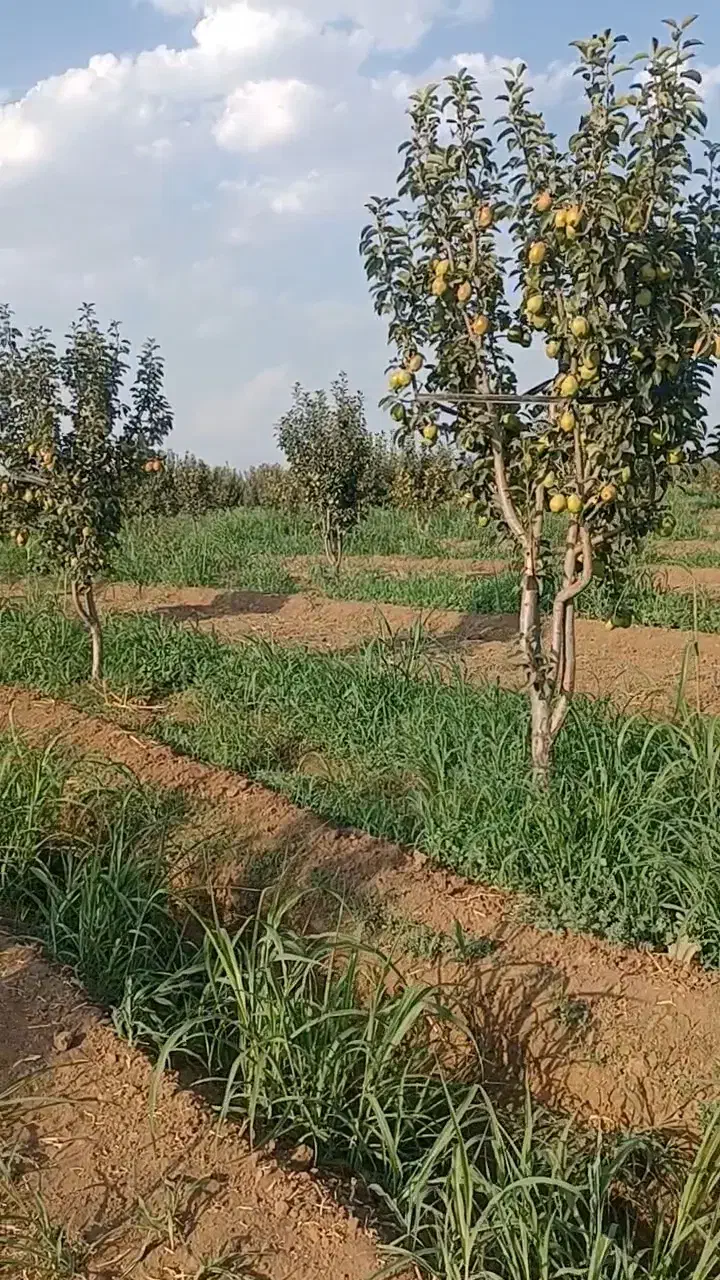 نیازمند باغبان حرفه ای شراکت|خدمات باغبانی و درختکاری|قزوین, |دیوار