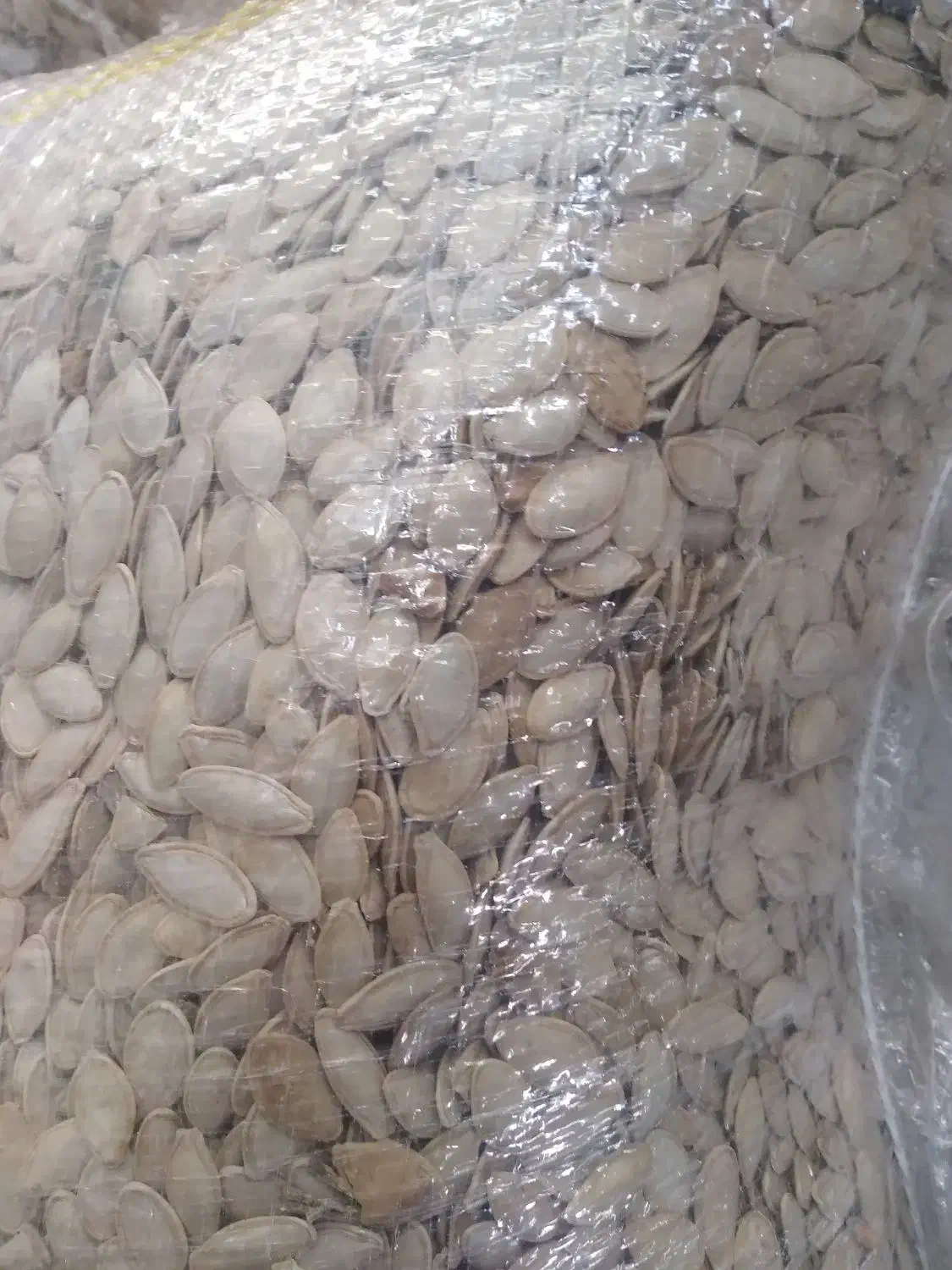 کدو گوشتی ممتاز|عمده‌فروشی|سنندج, |دیوار