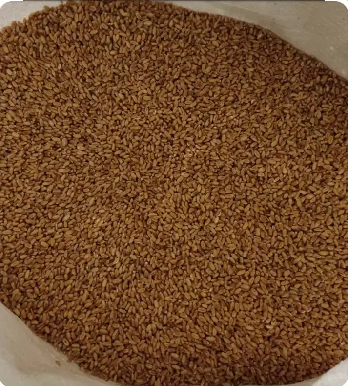 گندم بذری|خدمات باغبانی و درختکاری|بجنورد, |دیوار