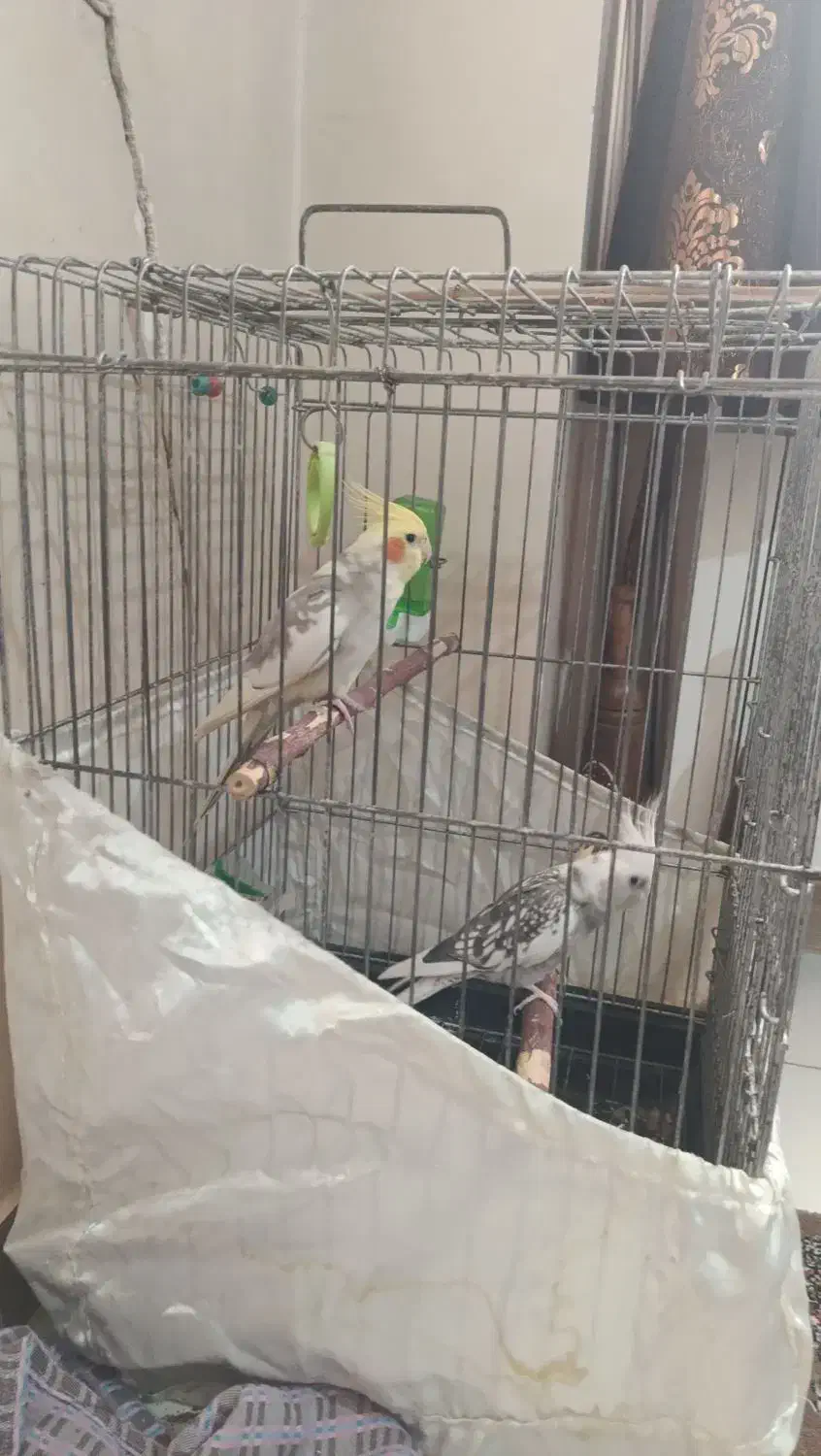 عروس هلندی جفت مولد سرحال و دستی|پرنده|ری, علایین|دیوار