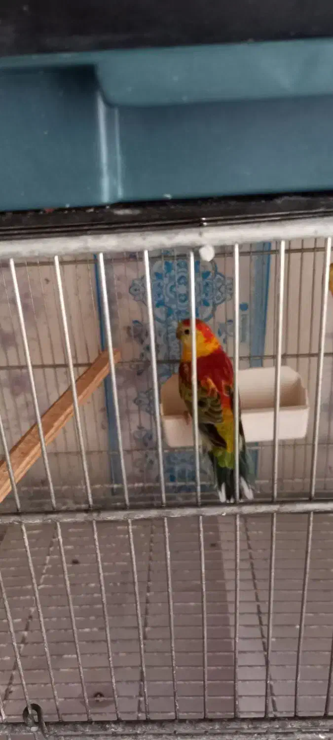 طوطی اوازخان/گرینچک|پرنده|محمدشهر, ولدآباد|دیوار