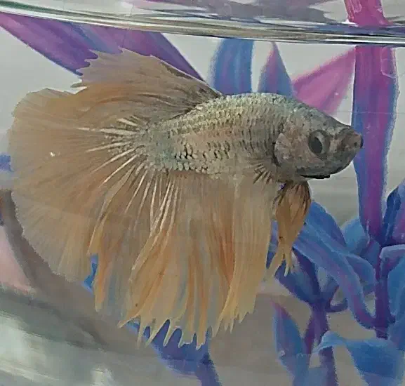 ماهی فایتر|ماهی|بروجرد, |دیوار