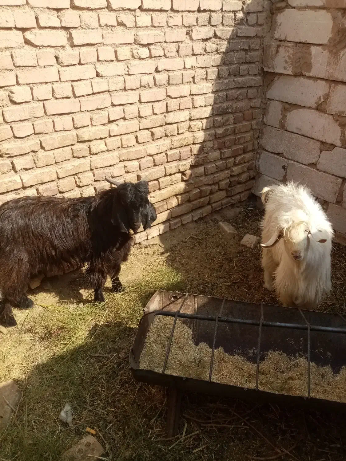 بزغاله نر|حیوانات مزرعه|خوسف, |دیوار