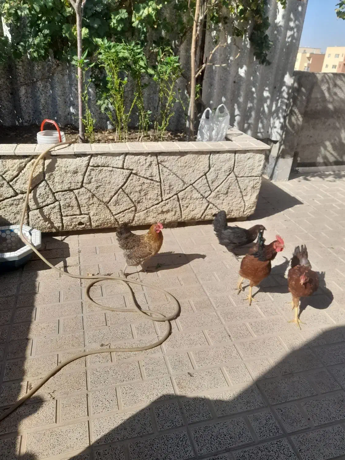 معاوضه مرغ و خروس رسمی با جوجه گرنجیک|پرنده|محمدشهر, شهرک پیام (مهرالبرز)|دیوار