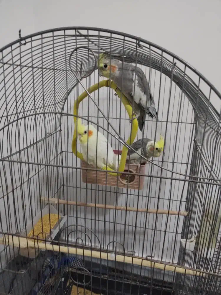 عروس هلندی لوتینو ومرغ عشق|پرنده|کهک, |دیوار