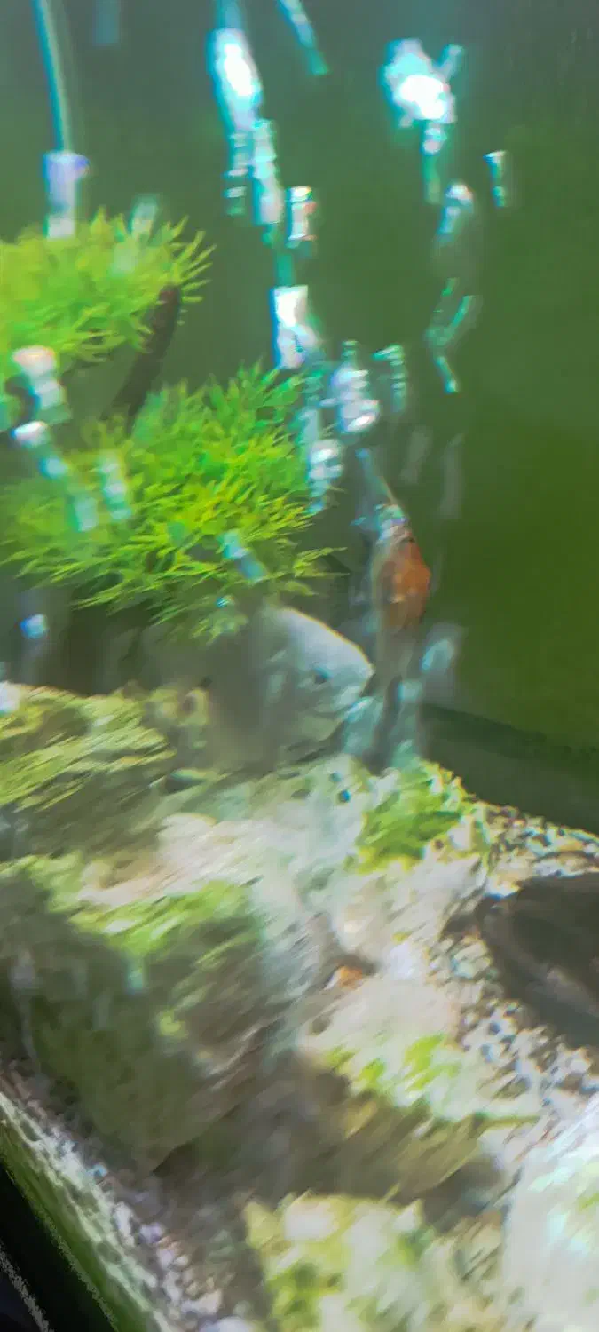 ماهی انجل|ماهی|بجنورد, |دیوار