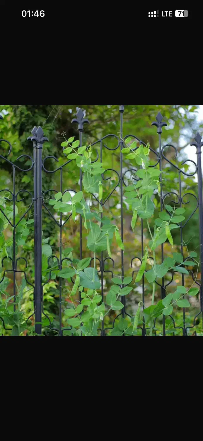 تالار بزرگ پذیرایی|خدمات پذیرایی، مراسم|زاهدان, |دیوار