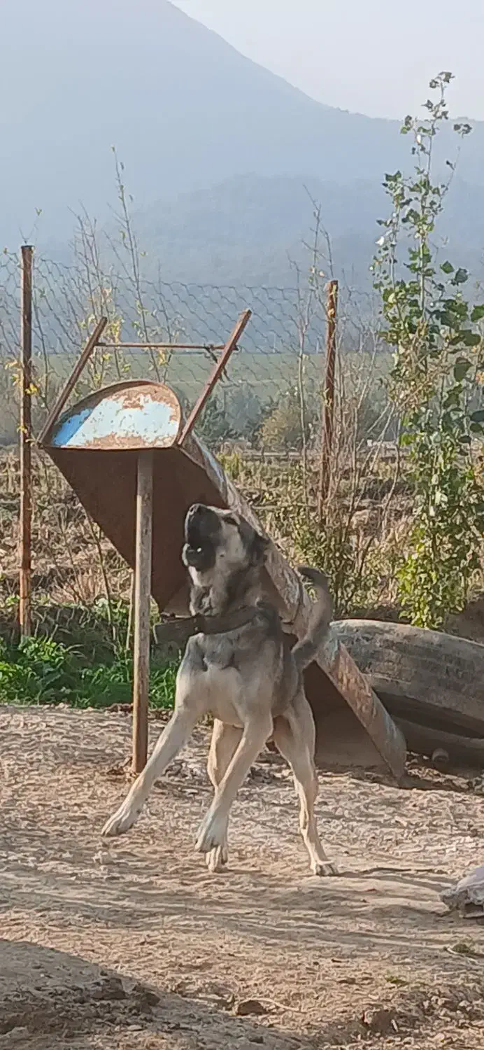 سگهای نگهبان سراب پژدر|سگ|علی‌آباد کتول, |دیوار
