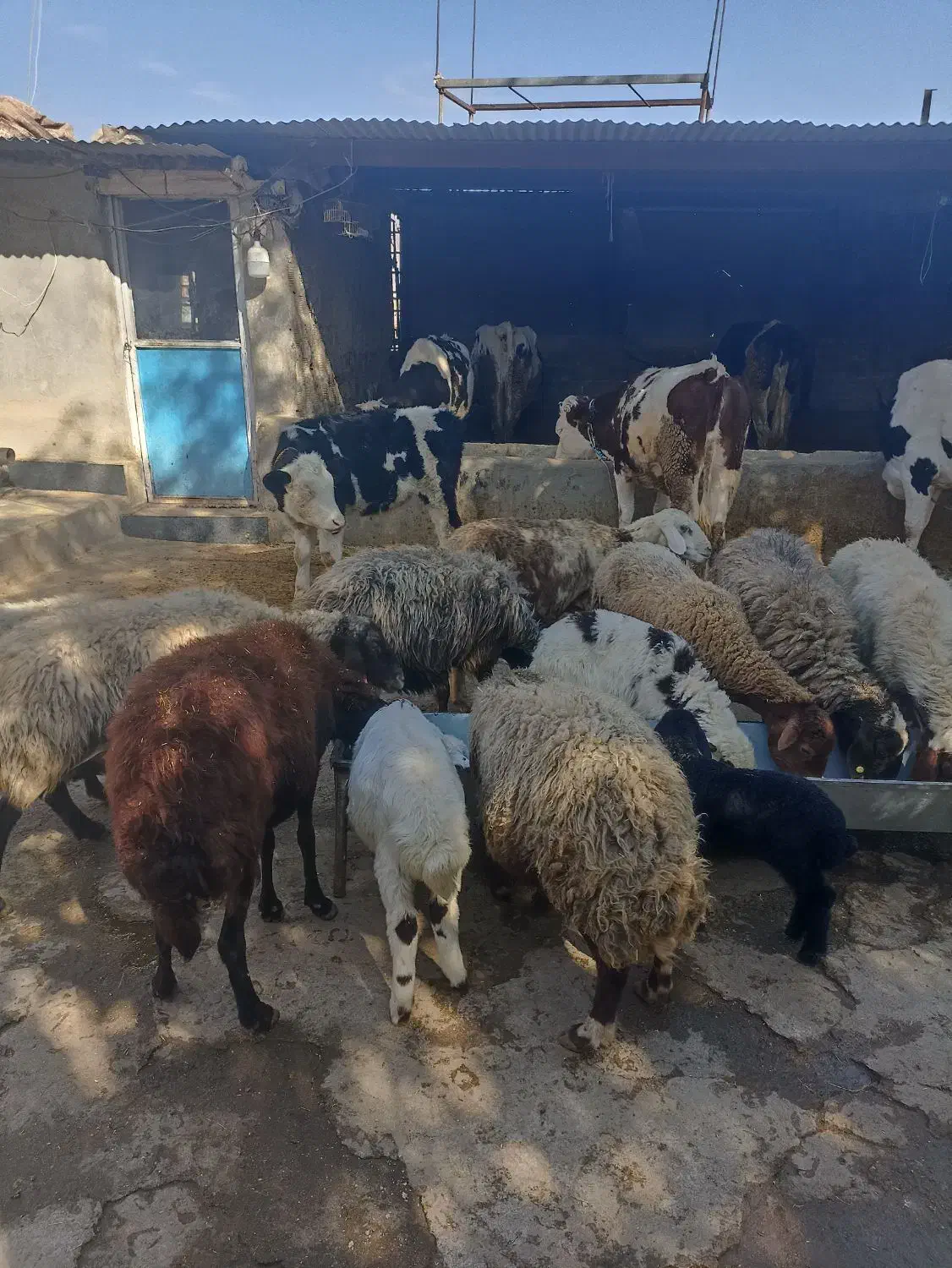 گوسفند(میش وبره)درخرم آباد|حیوانات مزرعه|کوهدشت, |دیوار