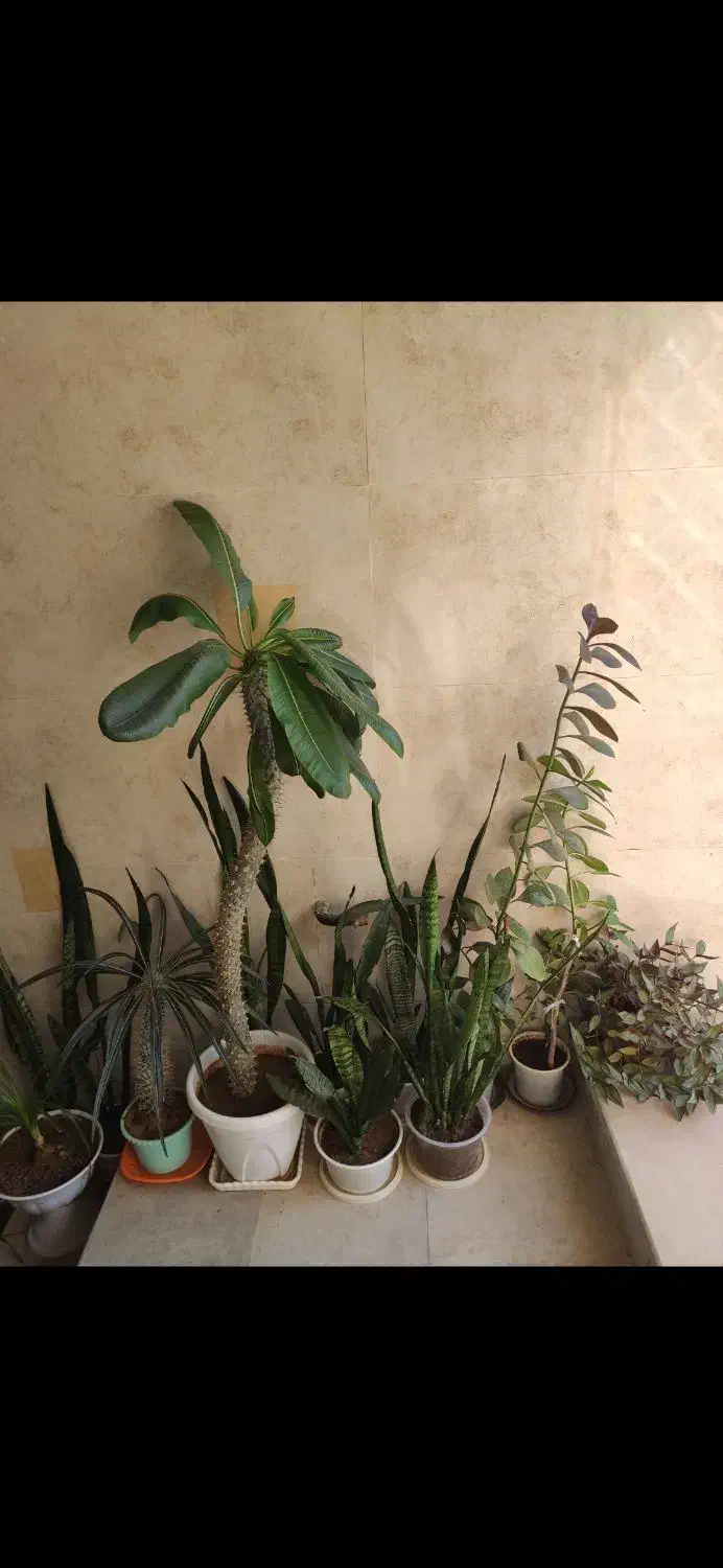 فروش گل های طبیعی زینتی در بدره|گل و گیاه طبیعی|بدره, |دیوار