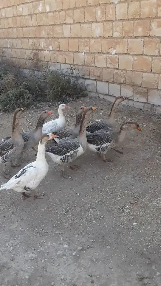 غاز|حیوانات مزرعه|کوهدشت, |دیوار