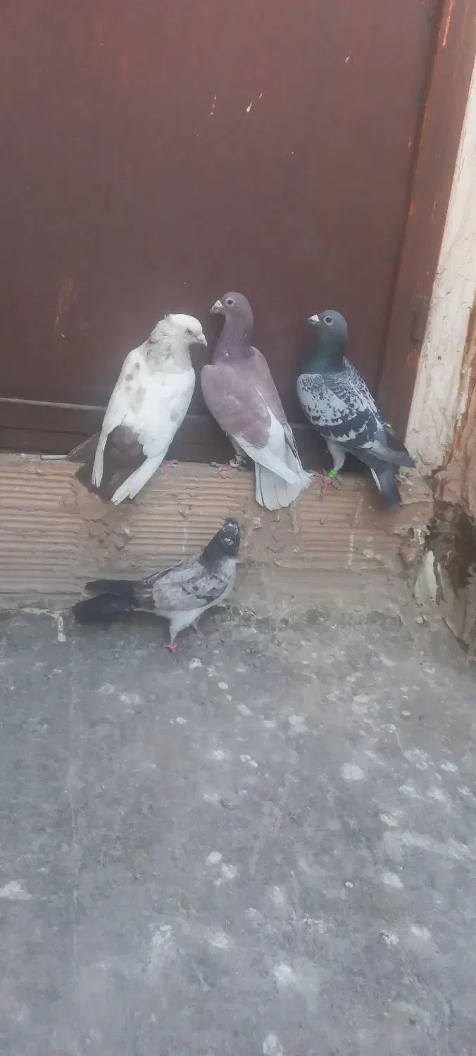 کفترغریب گیری|پرنده|پاکدشت, پاکدشت (مامازند)|دیوار