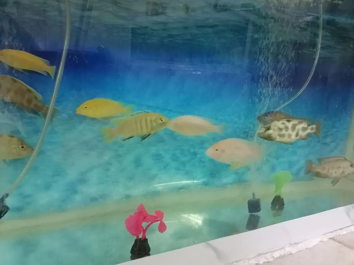 14عدد ماهی گوشتخوار|ماهی|یزد, |دیوار