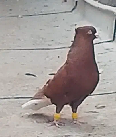 دمسفیدنروماده آث|پرنده|اقبالیه, |دیوار