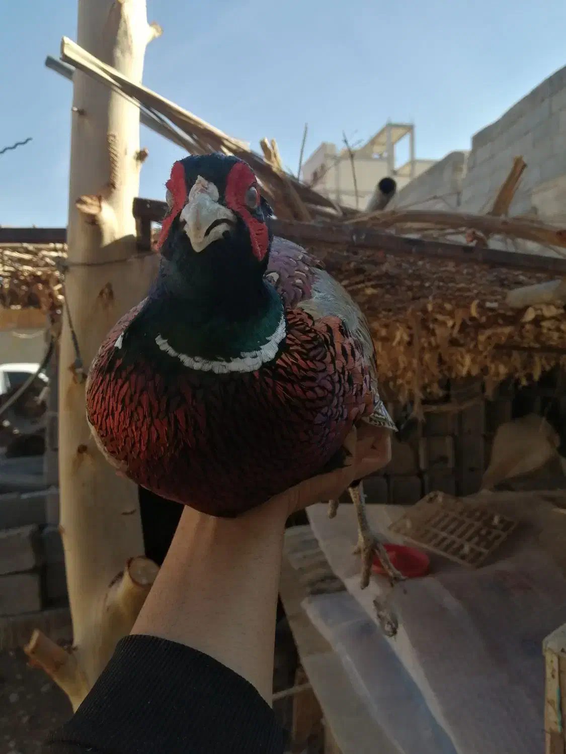 مرغ و خروس|حیوانات مزرعه|شیراز, کوشک میدان|دیوار