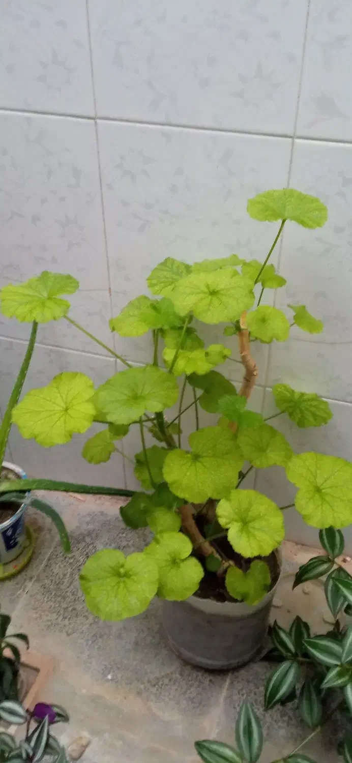 ۲تاگل|گل و گیاه طبیعی|نهاوند, |دیوار