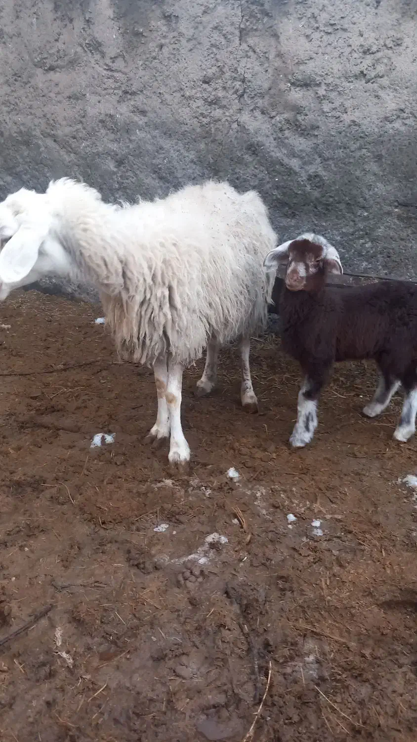 گوسفند|حیوانات مزرعه|نیشابور, شهرک زرگران|دیوار