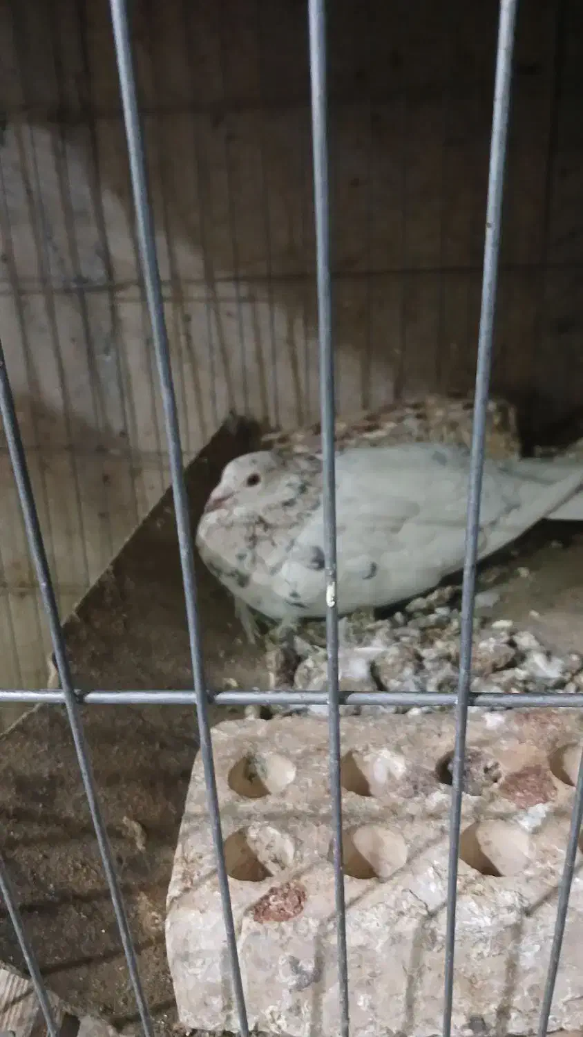 هفترنگ نروماده|پرنده|سبزوار, شهرک صنعتی فرودگاه|دیوار