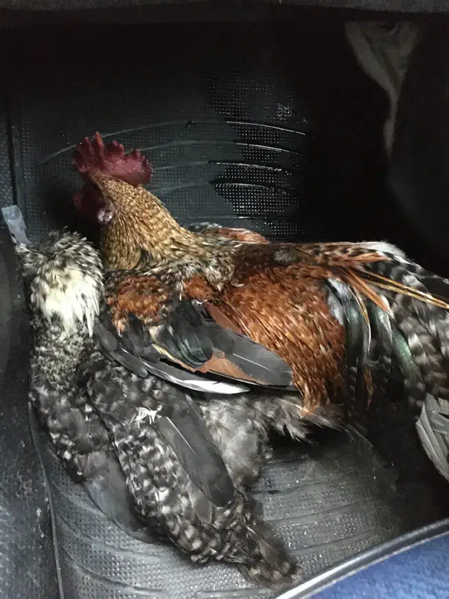 خروس فونیکس|حیوانات مزرعه|کیلان, |دیوار