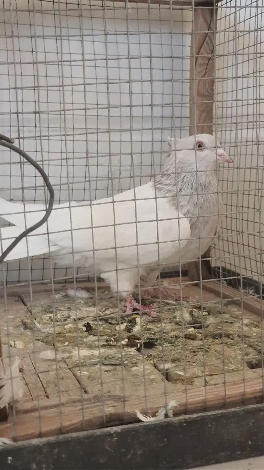 کبوتر|پرنده|اقلید, |دیوار