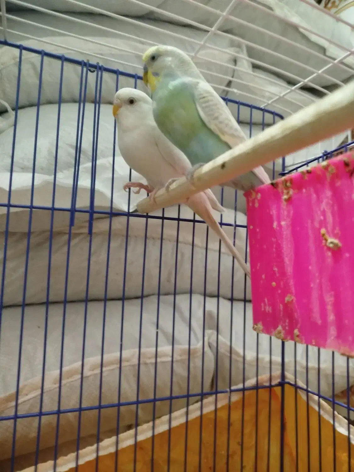 مرغ عشق|پرنده|خرمشهر, |دیوار