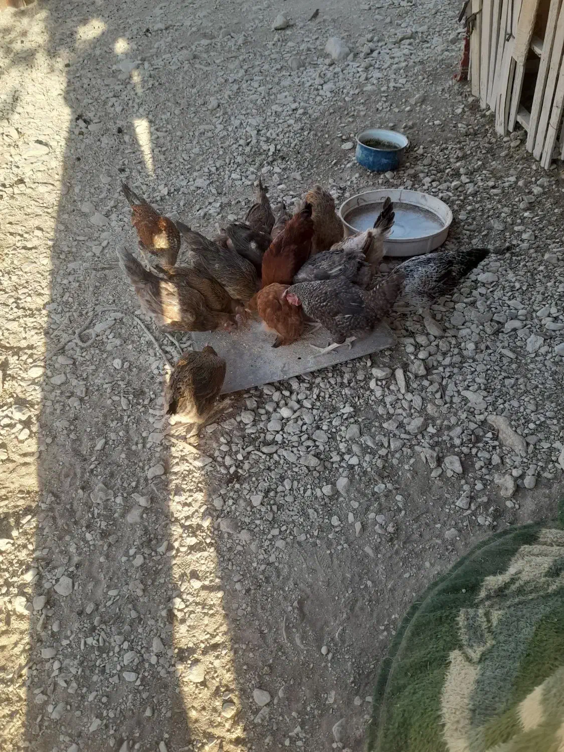 مرغ فروش|حیوانات مزرعه|دهلران, |دیوار