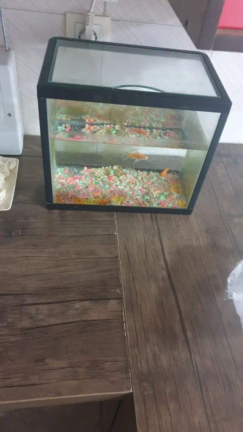 آکواریوم|ماهی|شیراز, احمدآباد|دیوار