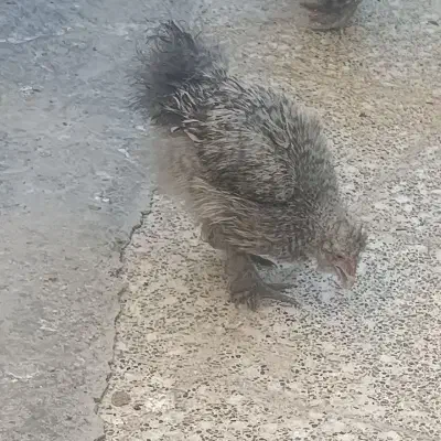 جوجه خروس ابریشمی|حیوانات مزرعه|شیراز, کوشک میدان|دیوار