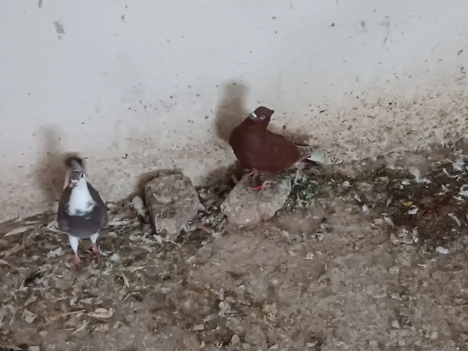 گله کبوتر|پرنده|خرم‌آباد, |دیوار