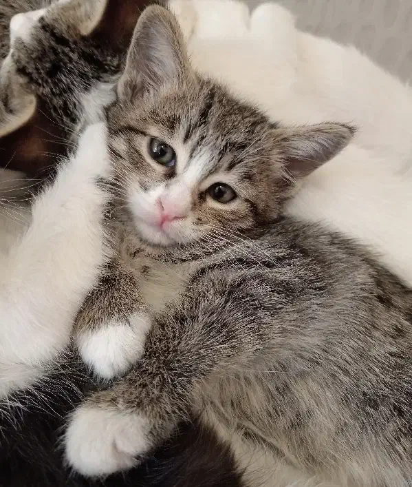 بچه گربه dsh|گربه|نیشابور, شهید جعفری|دیوار