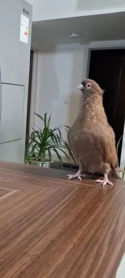 صرب نر سرخ|پرنده|فولادشهر, مسکن مهر فولادشهر|دیوار