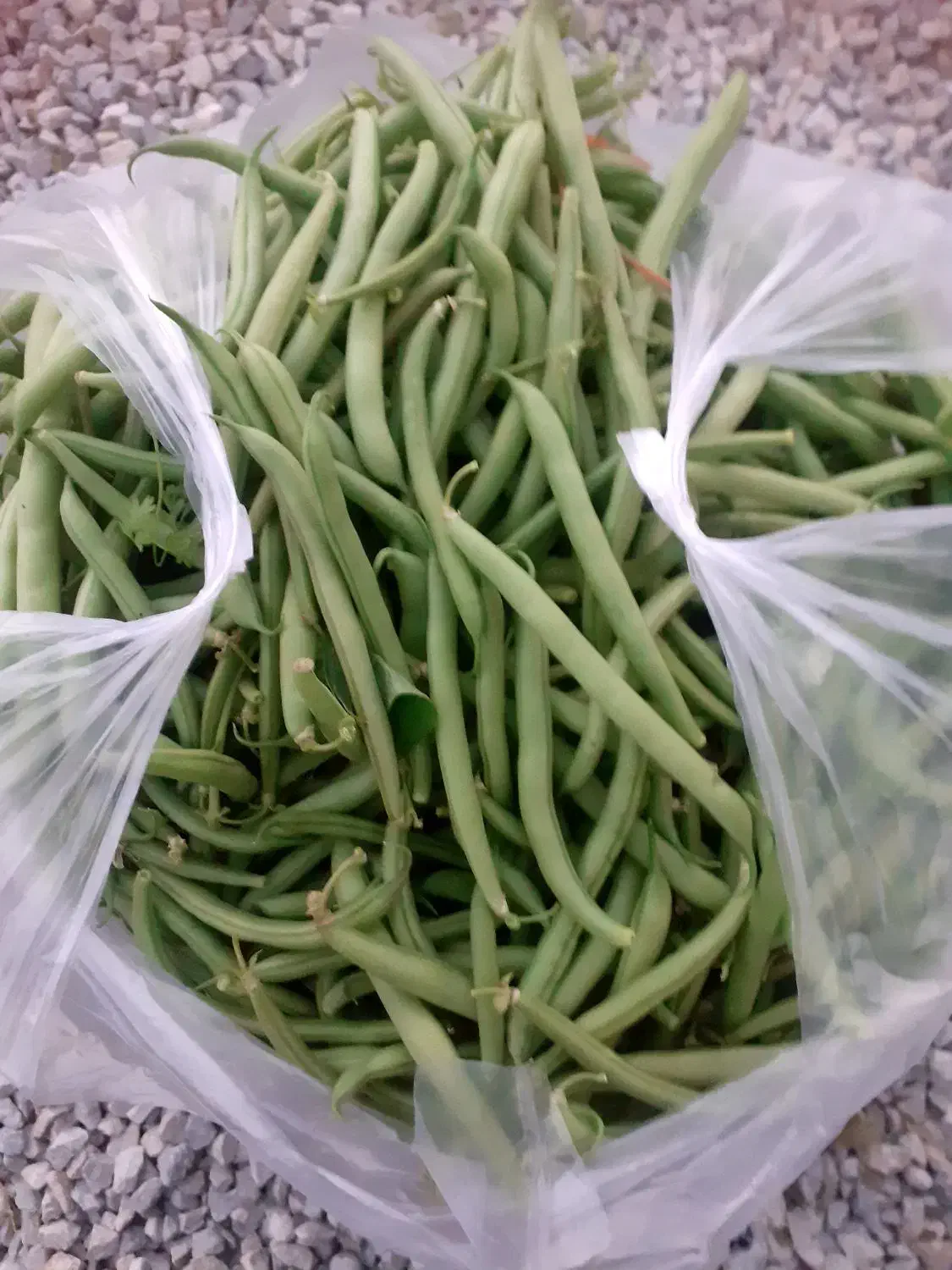 لوبیاسبز|خوردنی و آشامیدنی|نوشین شهر, |دیوار