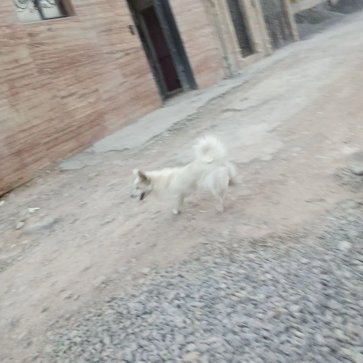 فروش فوری سگ زیبا|سگ|محلات, |دیوار