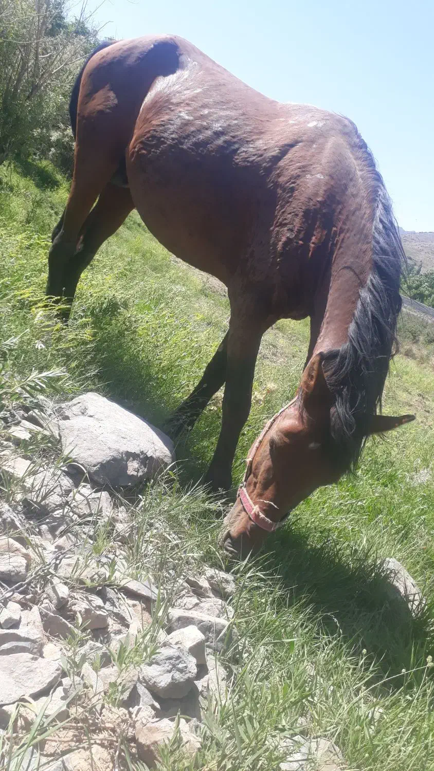 اسب، سواری سر دوم گیر|اسب و تجهیزات اسب‌سواری|لاله زار, |دیوار