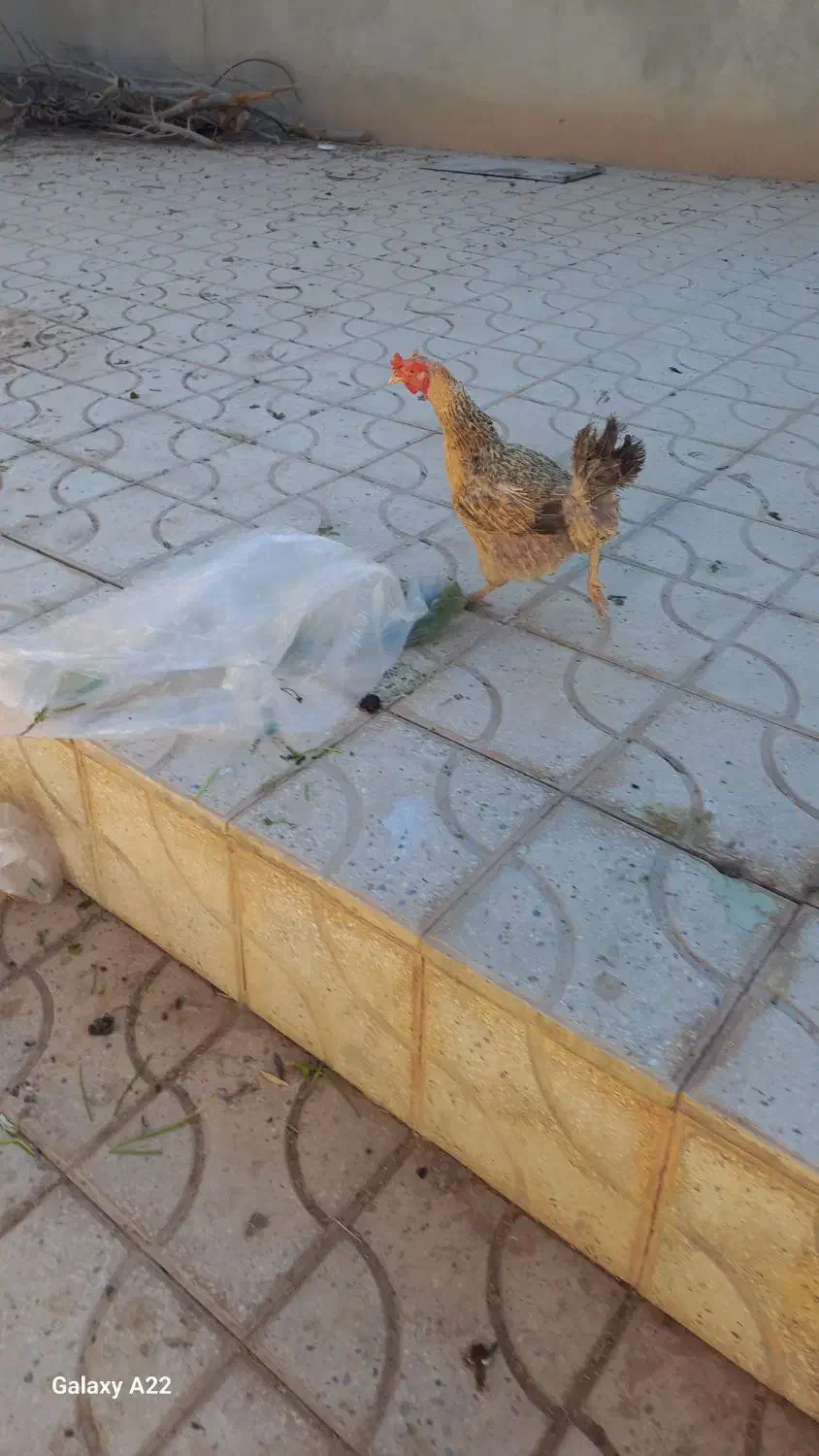 مرغ تخم گزار|پرنده|ابرکوه, |دیوار