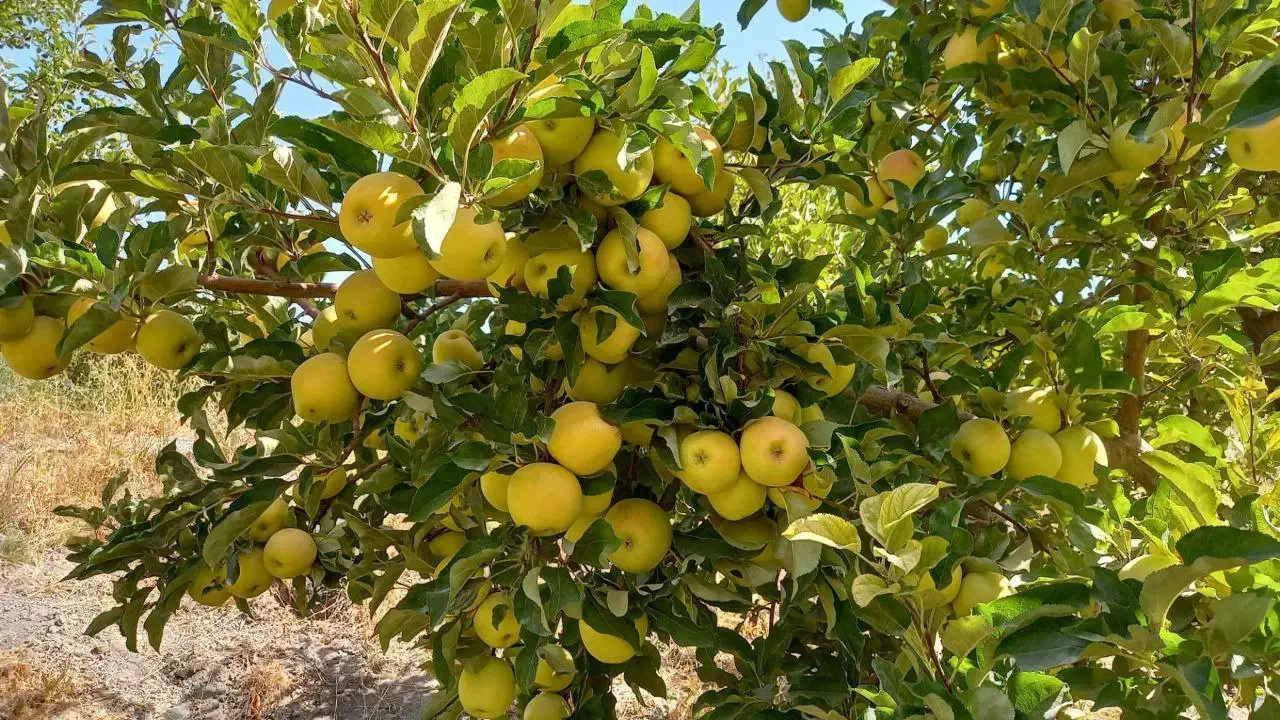 باغبانی تخصصی|خدمات باغبانی و درختکاری|طرقبه, |دیوار