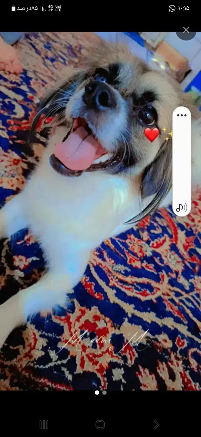 سلام واگذاری سگ|سگ|بندر ماهشهر, |دیوار