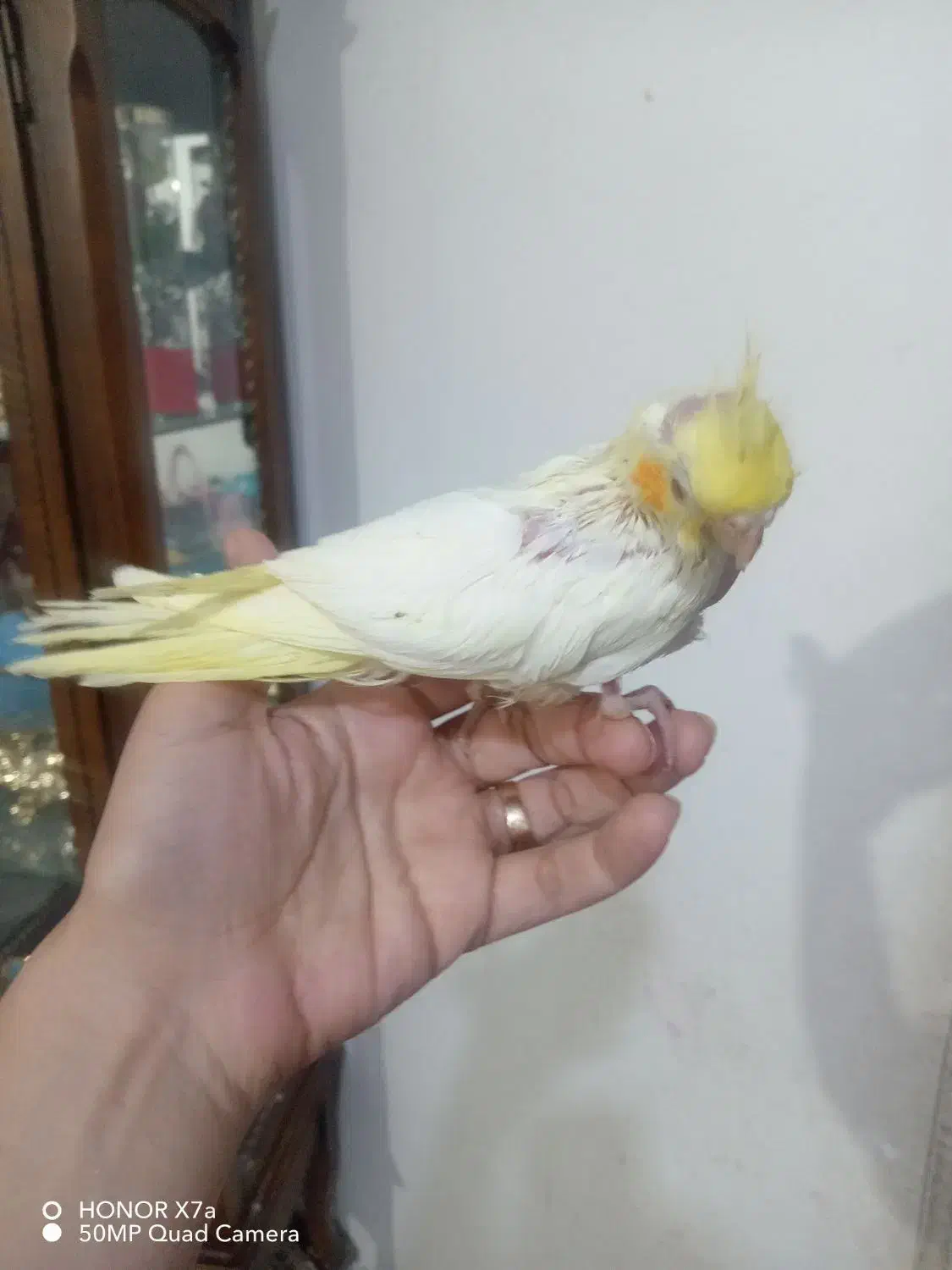 جوجه عروس هلندی دانه خور|پرنده|مشهد, انصار|دیوار