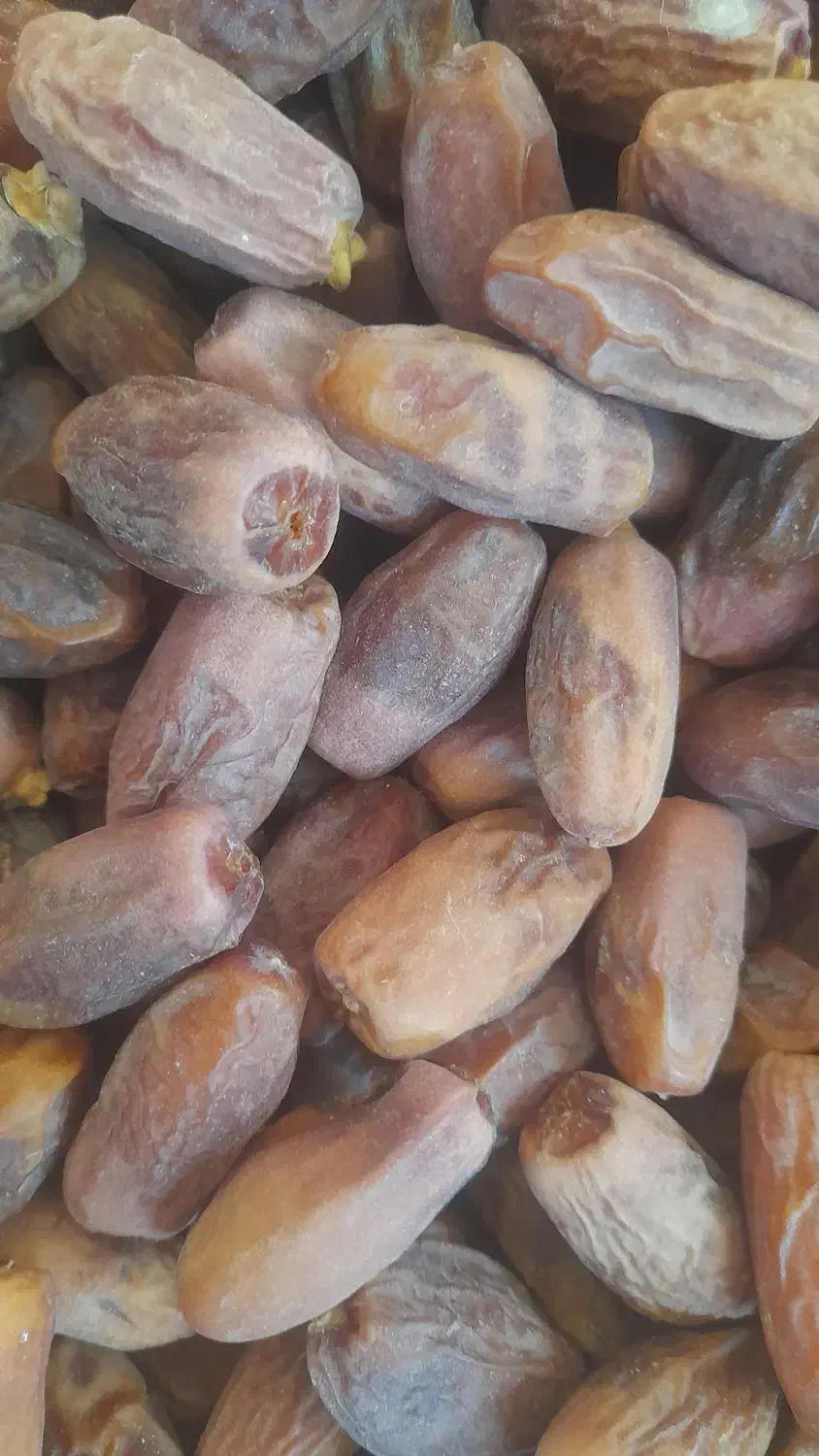 فروش قصب زیر قیمت بازار|عمده‌فروشی|ریز, |دیوار