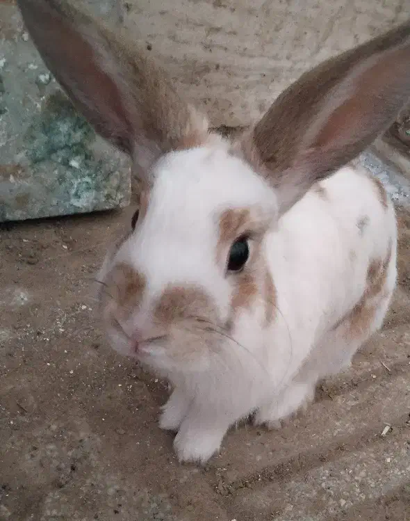 خرگوش نیمه لوپ|موش و خرگوش|سبزوار, رضوی|دیوار