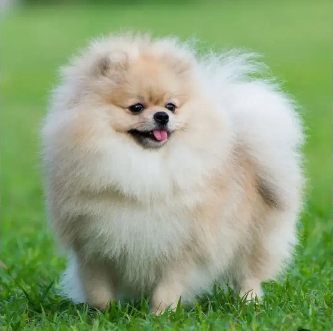 سگ گمشده|سگ|بندر کنگان, |دیوار