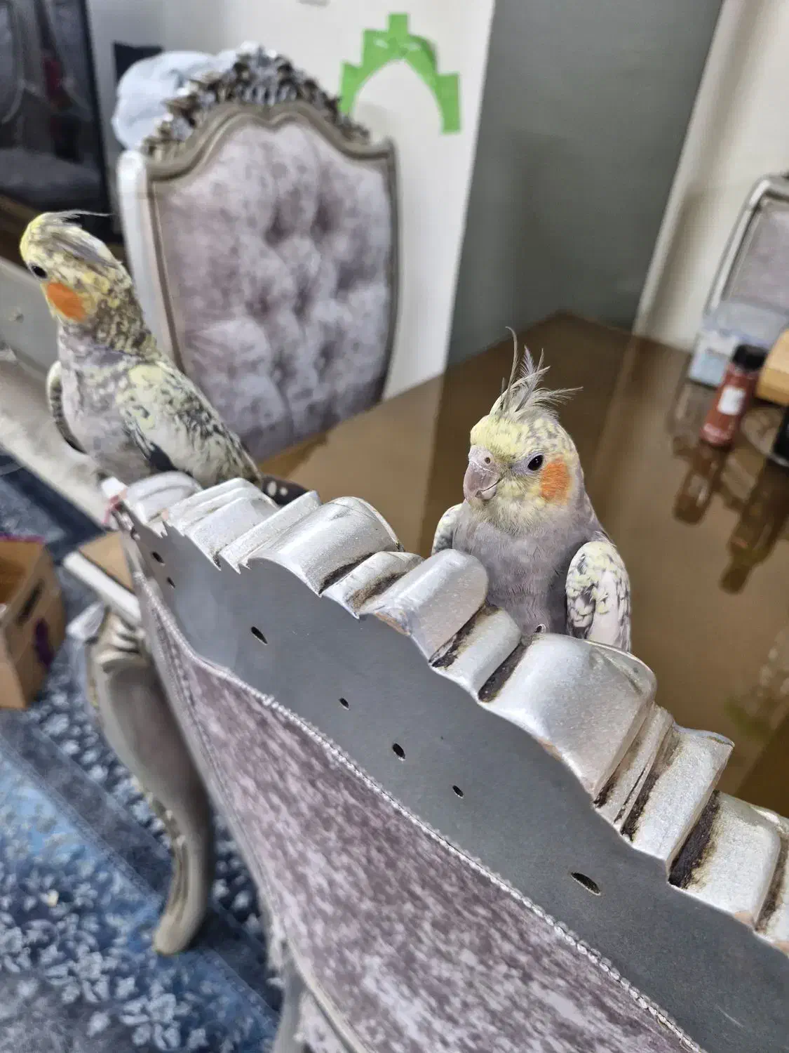 عروس هلندی|پرنده|پاکدشت, پاکدشت (مامازند)|دیوار