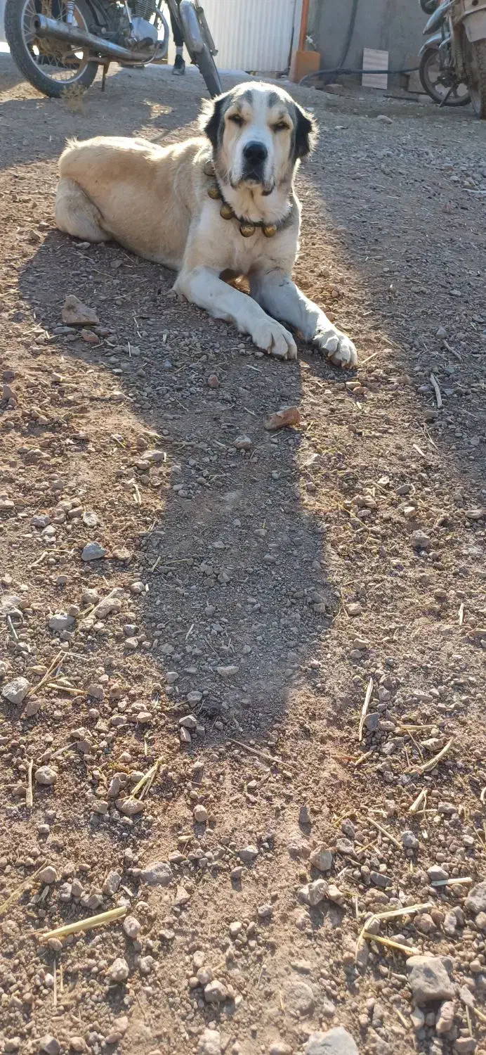 ماده سگیساله گله ای|سگ|اشتهارد, |دیوار