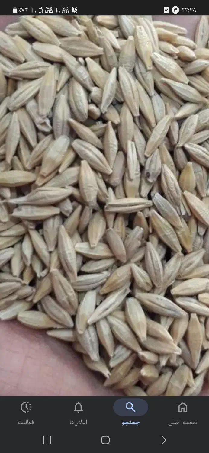 جو دیمی چاق|لوازم جانبی حیوانات|کوهدشت, |دیوار