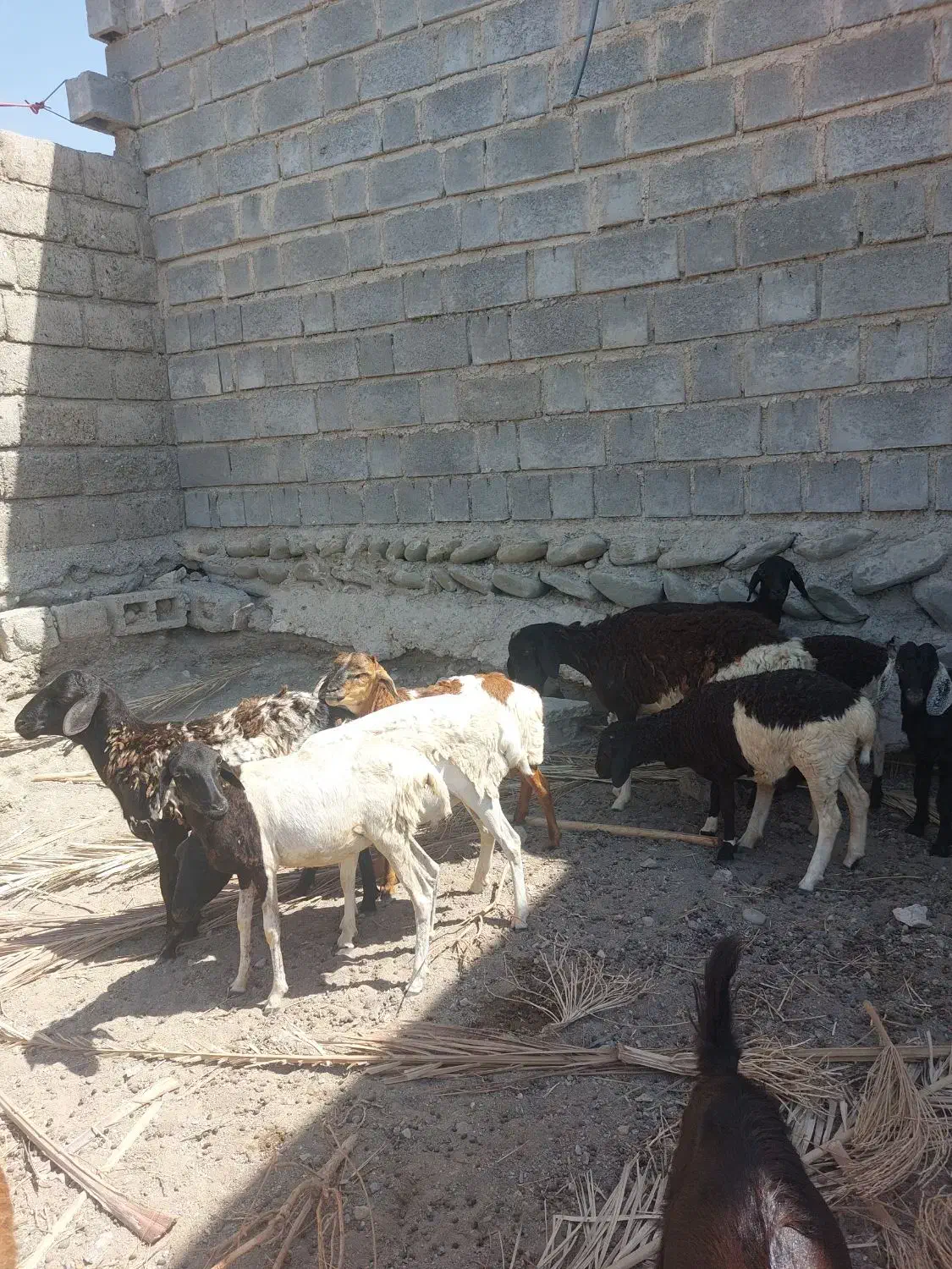 ۵ عدد قوچ با سه عدد بره ماده آبستن همه فروشی|حیوانات مزرعه|بندرعباس, |دیوار