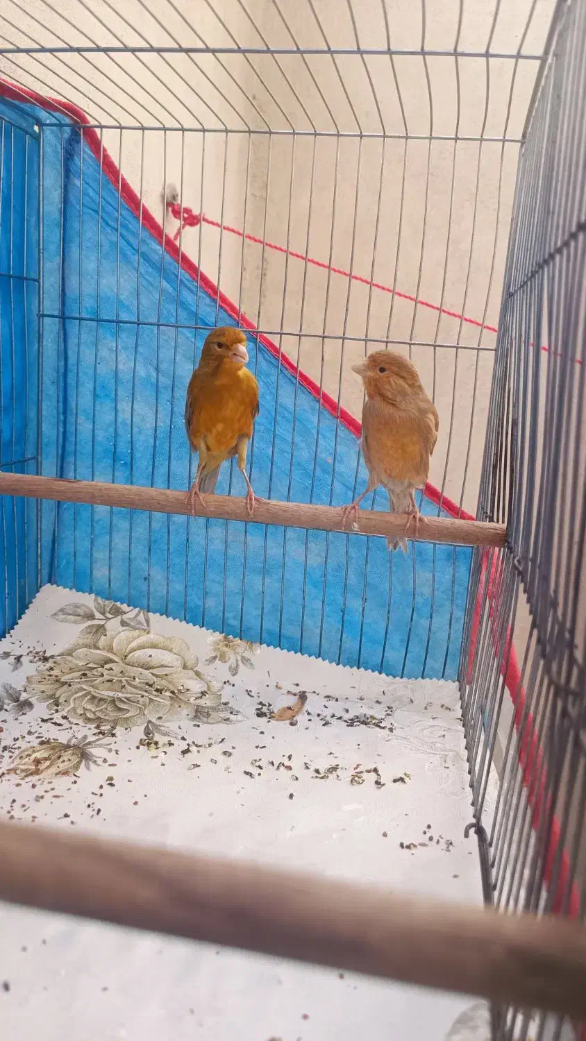 جفت قناری شتری سرخ نر و ماده|پرنده|شیراز, احمدآباد|دیوار
