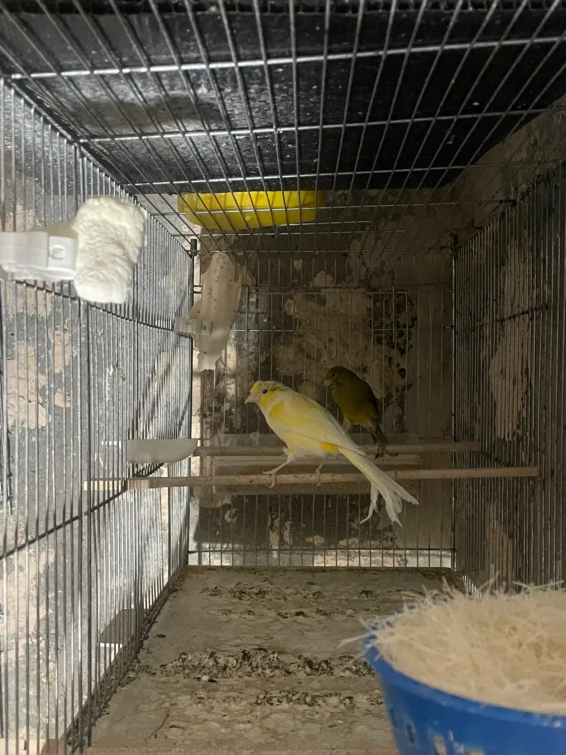 قناری|پرنده|مراغه, |دیوار