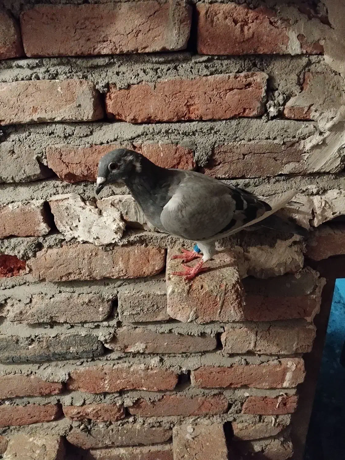 مایل به معاوضه نیستم|پرنده|ایلخچی, |دیوار