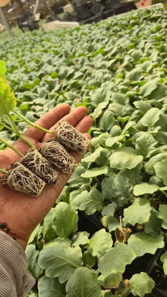 سالن تولید (نشا) کشت آزاد|خدمات باغبانی و درختکاری|بندرعباس, |دیوار